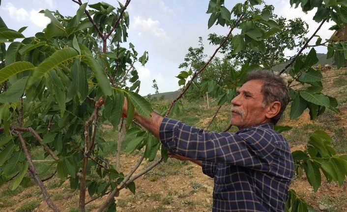 Kurtlar Vadisini ceviz fidanlarıyla yeşil vadiye dönüştürdü