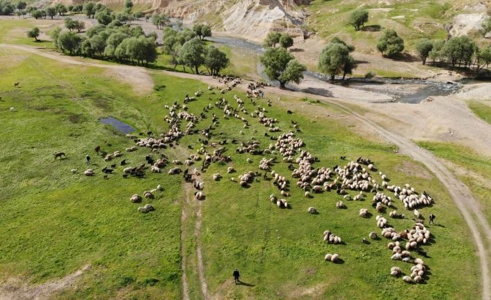 Muş’ta çadırlar kuruldu yaylalar şenlendi