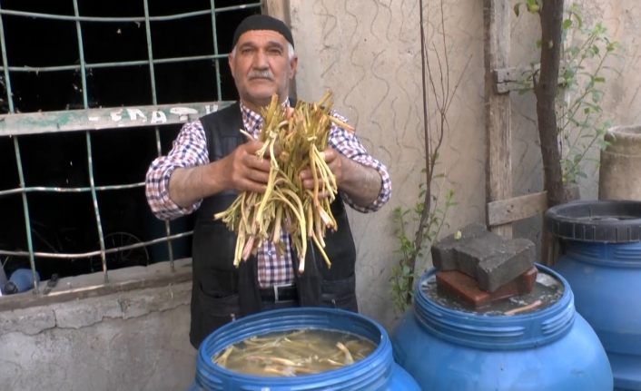 Muş’ta cağ bitkisine ilgi