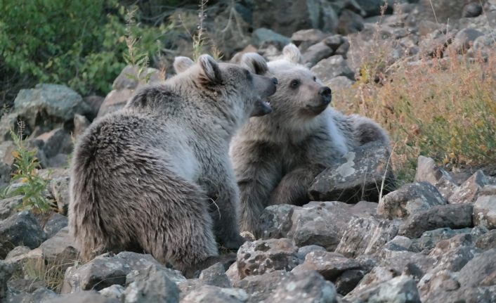 Öğretim üyesinden Nemrut’un maskotu kardeş ayılar için uyarı