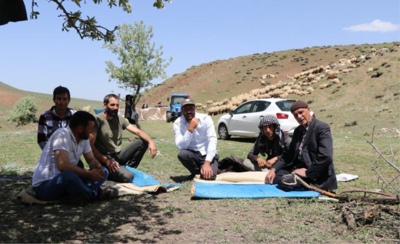 (Özel) Erzincan’da göçerlerin yaylalardaki mesaisi başladı