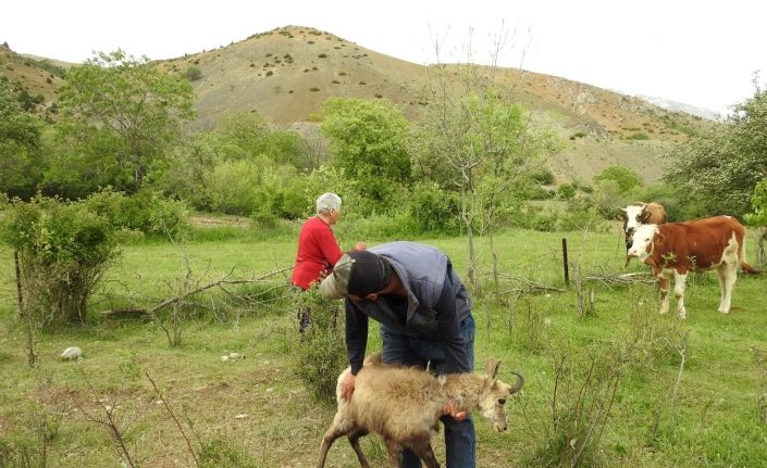 (Özel) Yaralı şamuaya köy sakinlerinden yardım eli