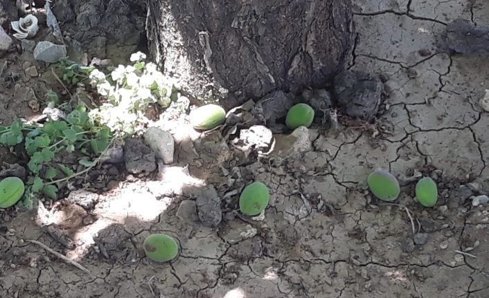 Şiddetli rüzgar kayısı bahçelerine zarar verdi