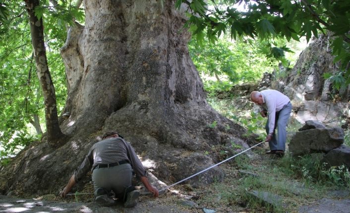 Tam bin yıllık çınar, 22 metre gövdeye sahip