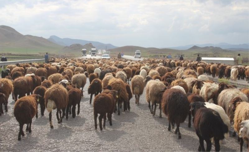 Tarım arazilerine zarar vermemek için binlerce koyunu asfalt yoldan geçiriyorlar