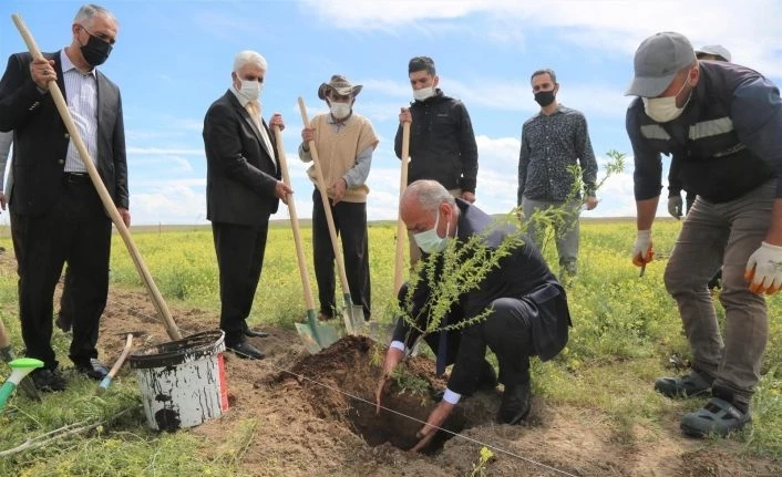 Tuşba’da ceviz ve badem fidanları toprakla buluşturuluyor