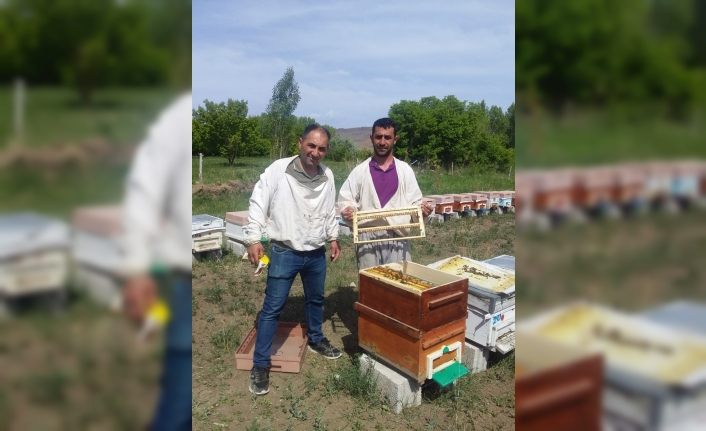 Tuzluca’da Arı sütü sağımı başladı