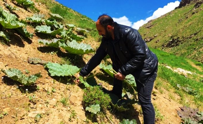 Vatandaşların “yayla muzu” mesaisi