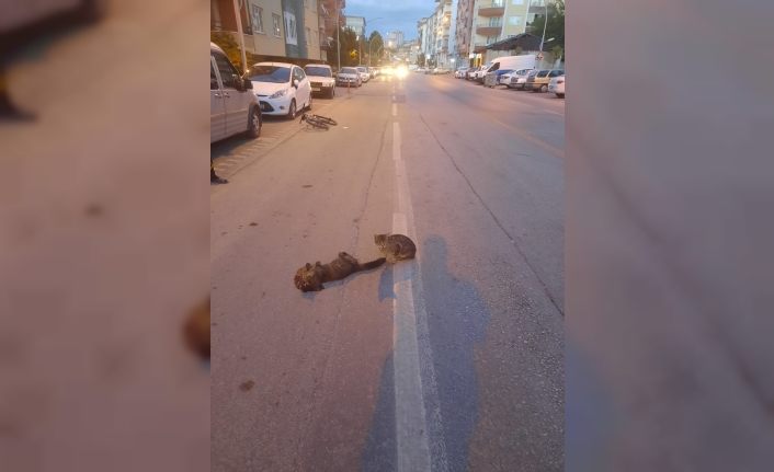 Vefalı kedi duygulandırdı