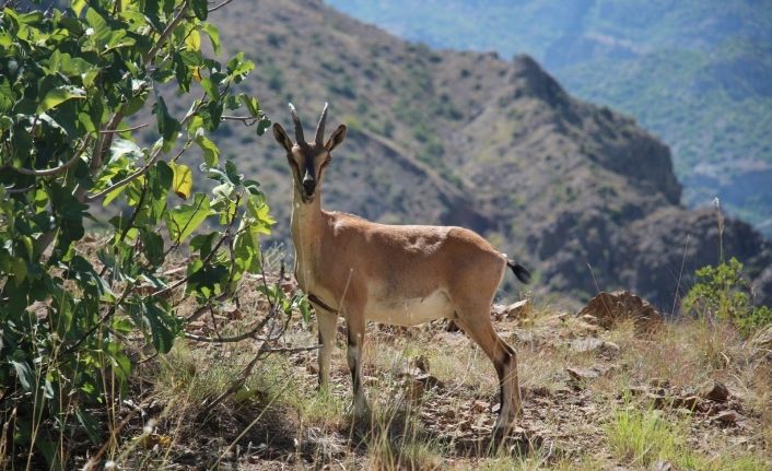 Yaban keçileri Munzur dağlarına güzellik katıyor