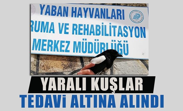 Yaralı kuşlar tedavi altına alındı