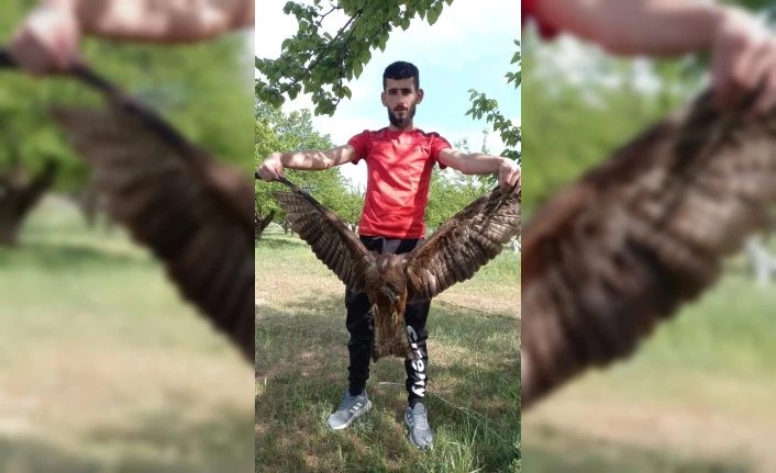 Yaralı Kartal tedavi edilmeyi bekliyor