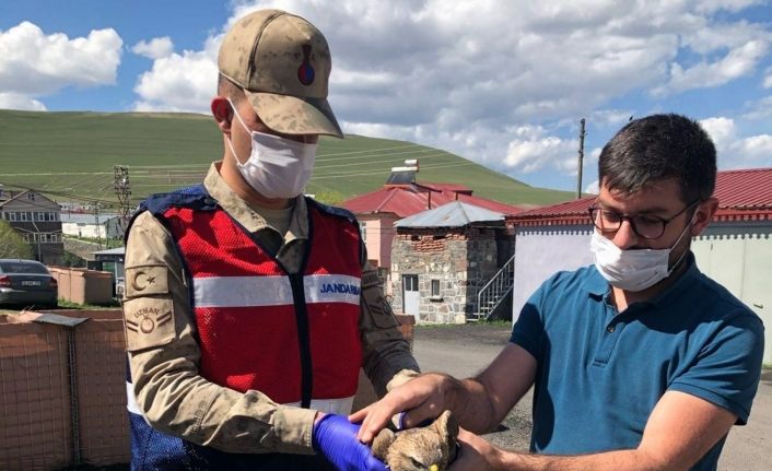 Yaralı Şahin’e jandarma şefkati