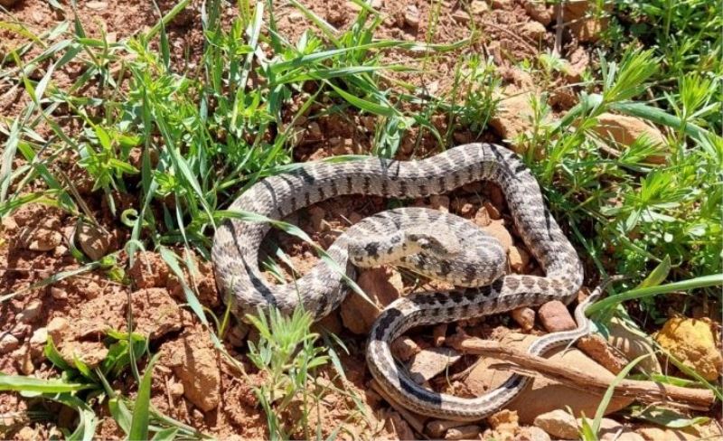 Tunceli’de yarı zehirli Kocabaş yılanı görüntülendi