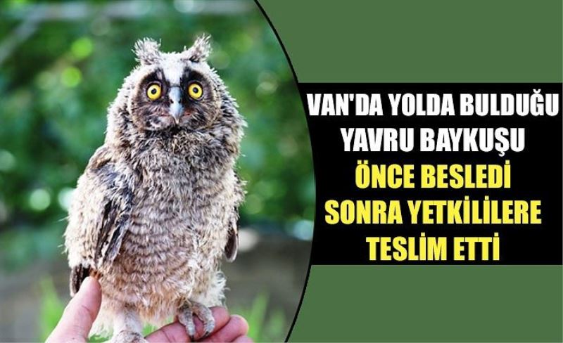 Van'da yolda bulduğu yavru baykuşu önce besledi sonra yetkililere teslim etti