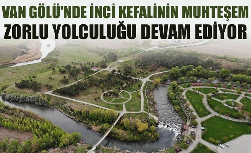 Van Gölü'nde inci kefalinin muhteşem zorlu yolculuğu devam ediyor